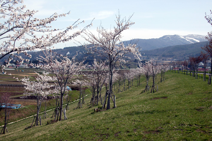 千曲川桜づつみ