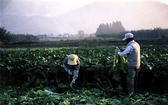 木島での野沢菜の収穫