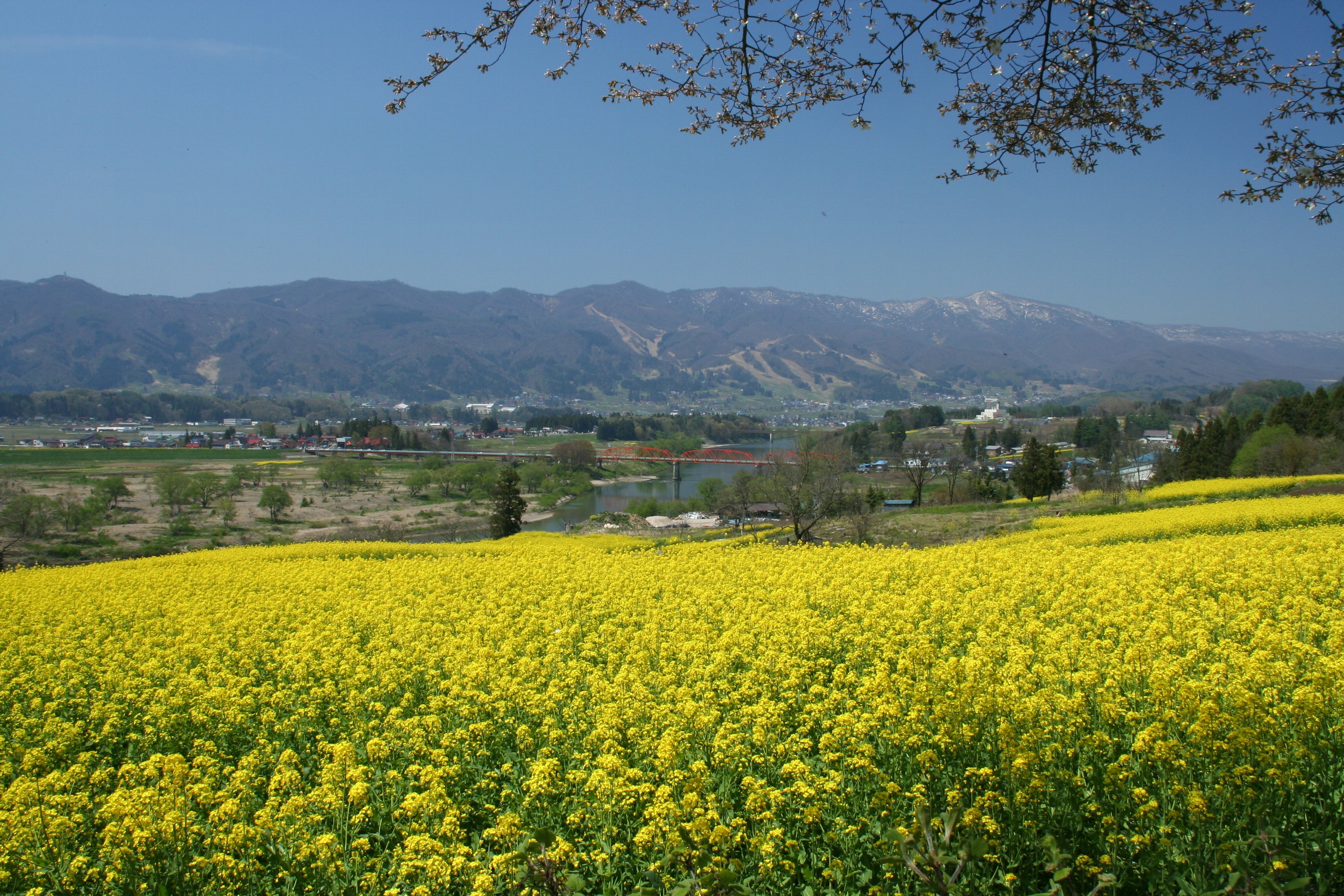 菜の花公園