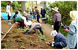 寺めぐり遊歩道山野草の花植え