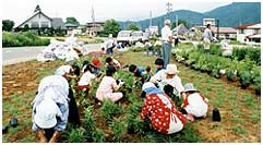 五位野交差点苗植え（秋津）