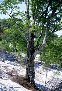 森太郎　樹齢400年
