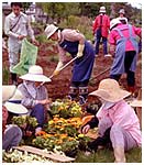 宿根草による花壇づくり（五荷）